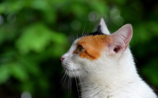White orange cat green trees - a green background and trees free wallpaper