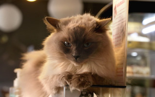 Cat table wine glass blurry - top of a table next free wallpaper