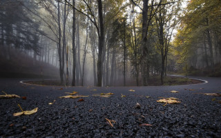 Winding road forest fog leaves - winding free wallpaper for desktop