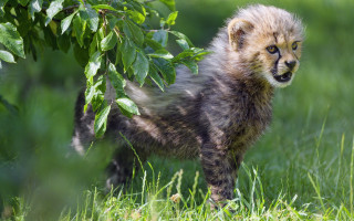 Cheetah cub grass outdoors nature - dom qwek free wallpaper