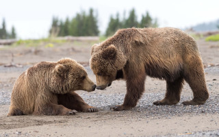 Brown bears playing field dirt - free animals wallpaper