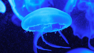 Jellyfish bubbles blue light bioluminescence - bioluminescence free wallpaper