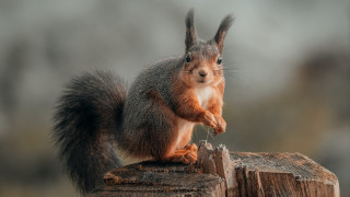 Squirrel eating nut wood blurry - a squirrel free wallpaper