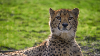 Cheetah sad looking grass outdoors - a cheetah free wallpaper