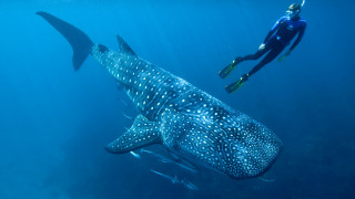 Man whale scuba diver ocean - sense of awe free wallpaper