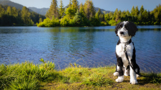 Dog lake forest sky bush - a forest in the background free wallpaper for desktop