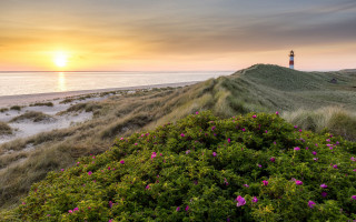 Lighthouse hill ocean sunset pinkflowers - a grassy hill free wallpaper