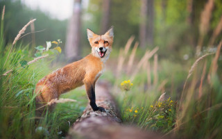 Fox log open mouth blurry - a fox free wallpaper