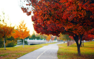 Autumn leaves tree bridge bench - it next free wallpaper