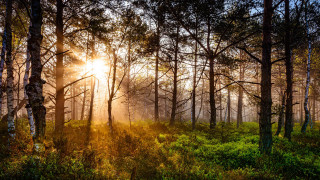 Forest sunshine autumn nature park - the tree and grass free wallpaper for desktop
