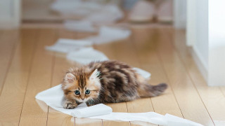 Kitten playing with paper torn - the floor of a house free wallpaper