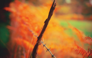 Branch autumn fire sky embers - deep free wallpaper