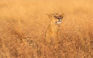 Lion cub tall grass curious - a curious look free wallpaper