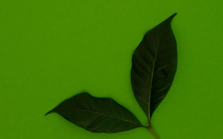 Leaf shadow green gradient macro - a single leaf free wallpaper for desktop