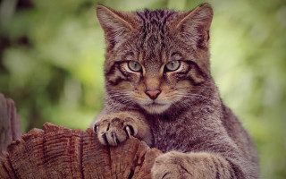 Cat sitting tree stump sad - a portrait free wallpaper