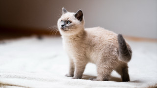 White kitten on rug looking - a white rug free wallpaper