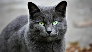 Gray cat green eyes serious - a gray cat free wallpaper