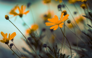 Yellow flowers grass blue sky 2 - sky in the background free wallpaper