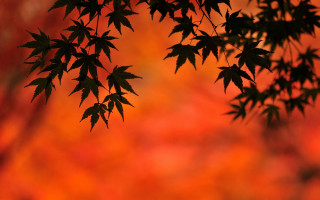 Leafy tree autumn red background - david imms free wallpaper for desktop