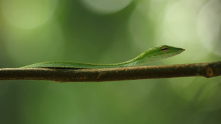 Green snake branch forest cobra - a green snake free wallpaper