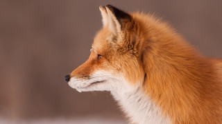 Fox face white fur brown - a brown background free wallpaper