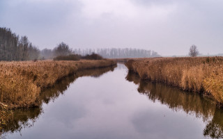 River drygrass forest cloudy shadows - a dry grass free wallpaper
