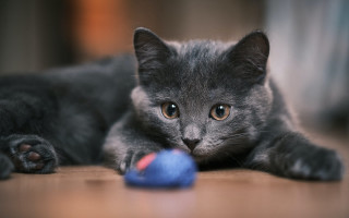 Gray cat yarn shiba inu - toy free wallpaper