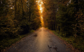 Forest road autumn sunset starry - a sunbeam free wallpaper