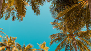 Blue sky palm trees beach - a view free wallpaper for desktop