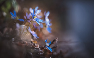 Blue flowers forest light macro - blue flower free wallpaper
