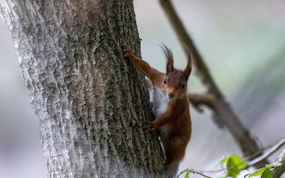 Squirrel climbing tree food chippy - a squirrel free wallpaper for desktop