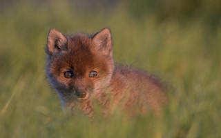 Small brown fox tall grass - tall grass free wallpaper for desktop
