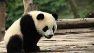 Panda log zoo trees wildlife - bian jingzhao free wallpaper