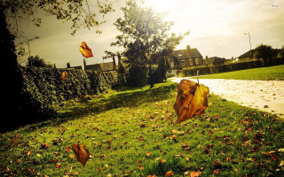 Fallen tree grassy area house - fallen free wallpaper for desktop