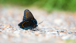 Butterfly orange spots rock grass - a rock surface free wallpaper