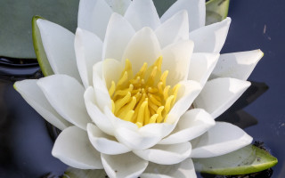 White water lily yellow stamens - a pond of water free wallpaper
