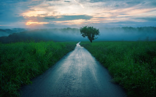Road tree fog field clouds - fog free wallpaper
