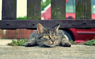Cat bench red car fence - stuckism free wallpaper