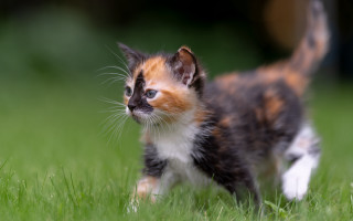 Kitten green field blurry background - a small kitten free wallpaper