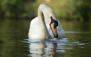 Swan water photorealistic blurry depth - its head in free wallpaper