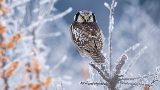 Bird black head yellow eyes - a black head free wallpaper