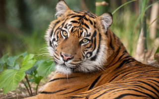 Tiger laying grass bush tree - a tiger free wallpaper