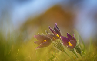 Flowers grass group macro blurry - a group of flowers free wallpaper