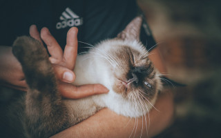 Person holding cat paw chest - renaissance free wallpaper