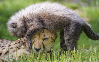Cheetah head rubbing grass furry - furaffinity free wallpaper