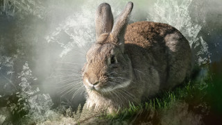 Rabbit grass forest beatrix petter - a rabbit free wallpaper