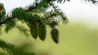 Pine water drops macro nature - drop of water free wallpaper