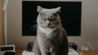 Cat computer desk blurry background - angry free wallpaper