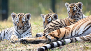 Three tigers reflection mirror wildlife - looking free wallpaper for desktop