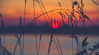 Sunset water tallgrass island bird - a small island in the distance free wallpaper